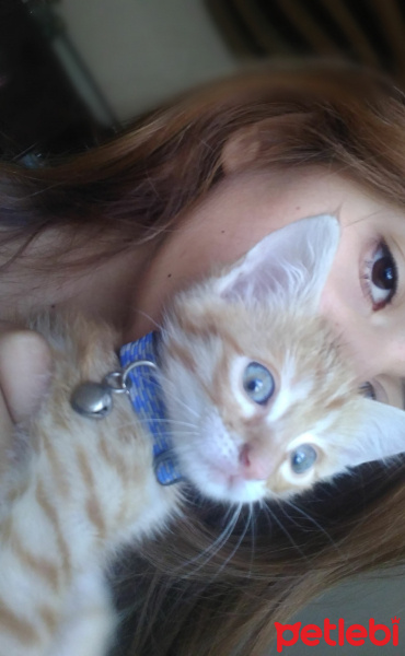 Tekir Kedi, Kedi  Mars fotoğrafı