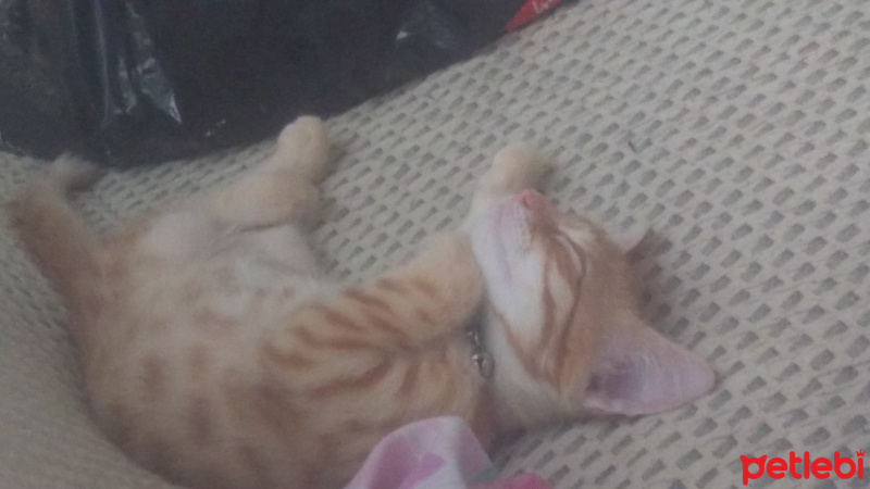 Tekir Kedi, Kedi  Mars fotoğrafı