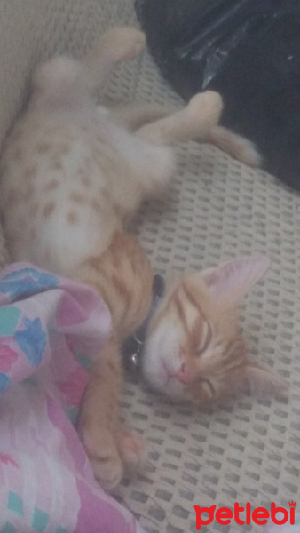 Tekir Kedi, Kedi  Mars fotoğrafı