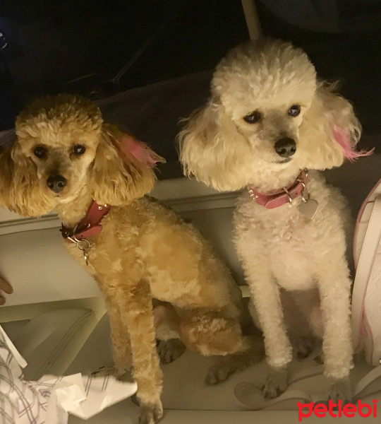 Poodle(Standart Kaniş), Köpek  Mila fotoğrafı
