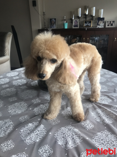 Poodle(Standart Kaniş), Köpek  Mila fotoğrafı
