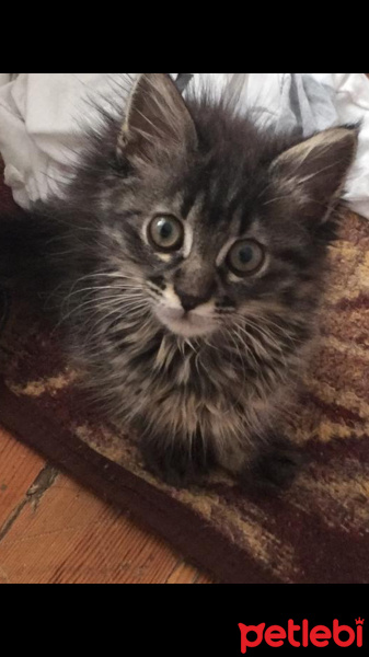 Tekir Kedi, Kedi  Julyet fotoğrafı