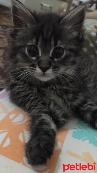 Tekir Kedi, Kedi  Julyet fotoğrafı