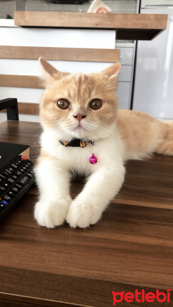 British Shorthair, Kedi  Tarçın fotoğrafı