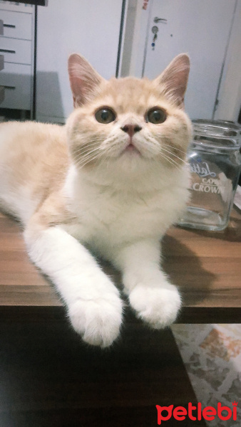 British Shorthair, Kedi  Tarçın fotoğrafı
