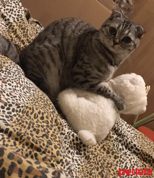 Scottish Fold, Kedi  Mia fotoğrafı