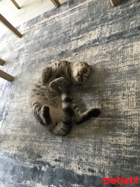 Scottish Fold, Kedi  Mia fotoğrafı