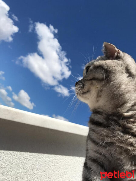 Scottish Fold, Kedi  Mia fotoğrafı