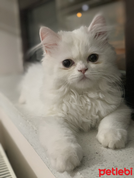 Chinchilla, Kedi  Köpük fotoğrafı