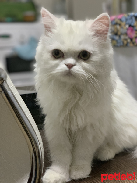 Chinchilla, Kedi  Köpük fotoğrafı