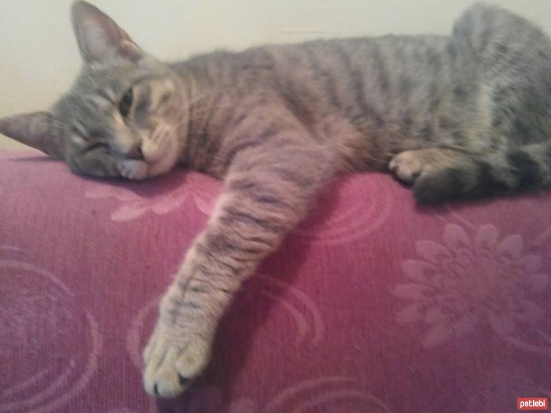 American Shorthair, Kedi  Duman'a Kalıcı Yuva Aranıyor (Kısırlaştırıldı) fotoğrafı