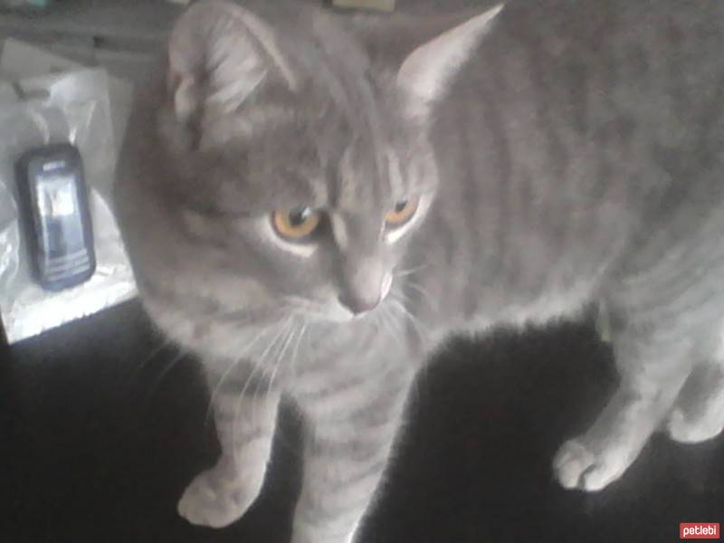American Shorthair, Kedi  Duman'a Kalıcı Yuva Aranıyor (Kısırlaştırıldı) fotoğrafı