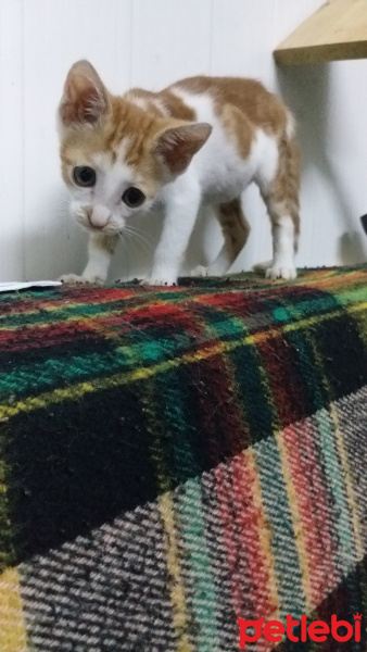 Sarman, Kedi  Prenses fotoğrafı
