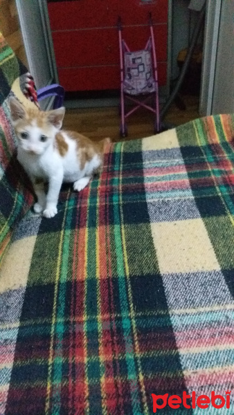 Sarman, Kedi  Prenses fotoğrafı