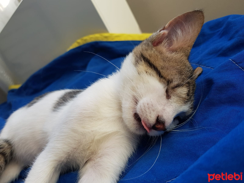 Tekir Kedi, Kedi  Carl fotoğrafı