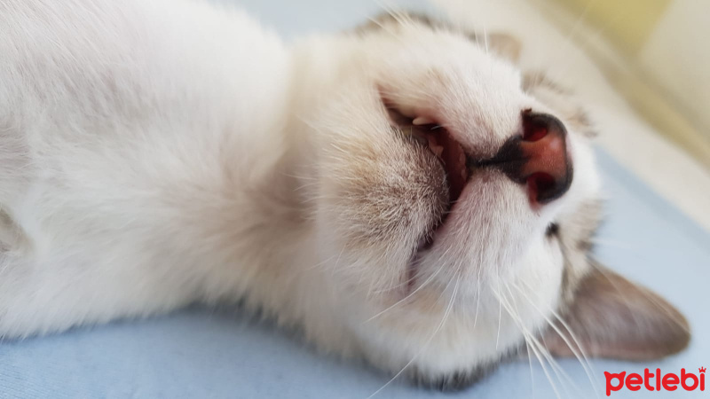 Tekir Kedi, Kedi  Carl fotoğrafı