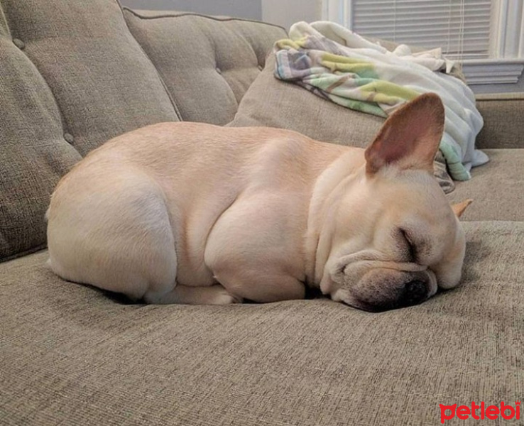 Fransız Bulldog, Köpek  Polo fotoğrafı