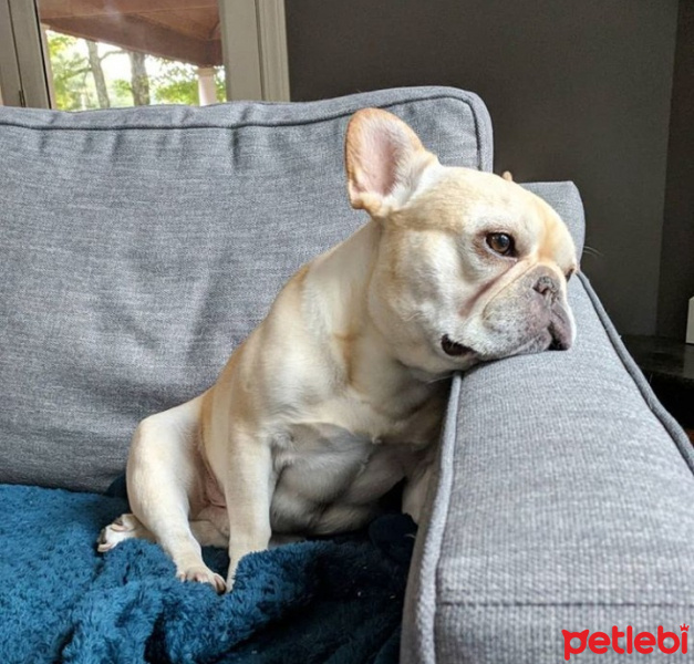 Fransız Bulldog, Köpek  Polo fotoğrafı
