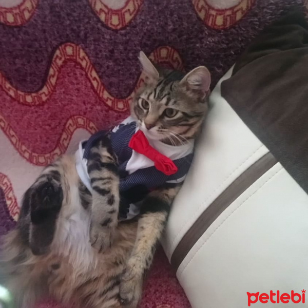 Tekir Kedi, Kedi  Tarçın fotoğrafı