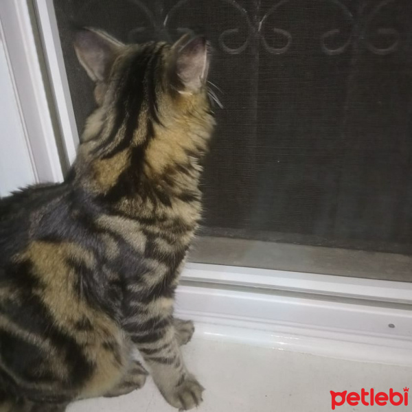 Tekir Kedi, Kedi  Tarçın fotoğrafı