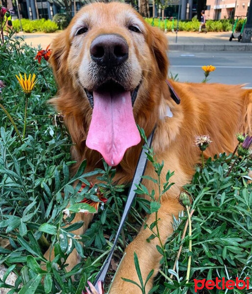 Golden Retriever, Köpek  Bob fotoğrafı