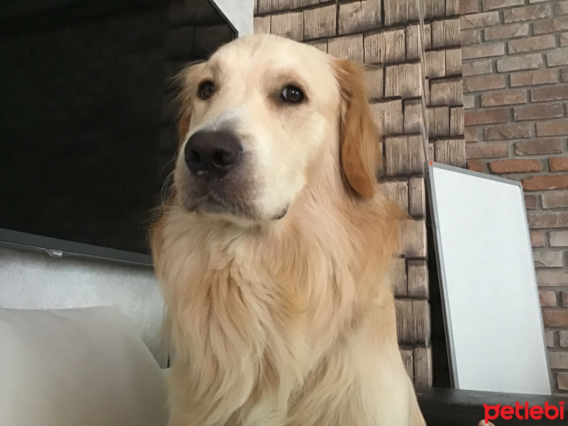 Golden Retriever, Köpek  Cesur fotoğrafı