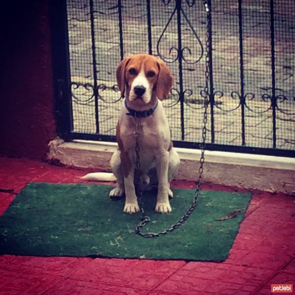 Beagle, Köpek  Eugene's fotoğrafı