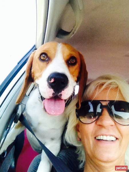 Beagle, Köpek  Eugene's fotoğrafı