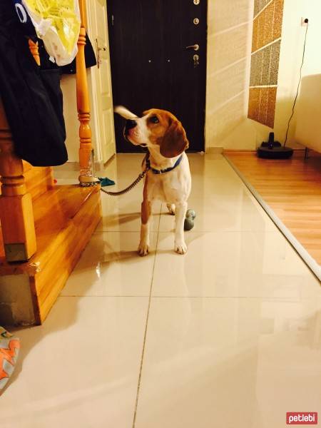 Beagle, Köpek  Eugene's fotoğrafı