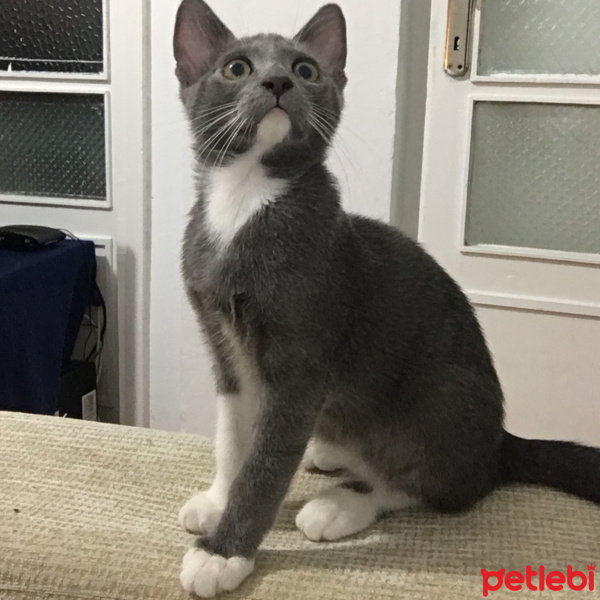 Mavi Rus, Kedi  Eros fotoğrafı