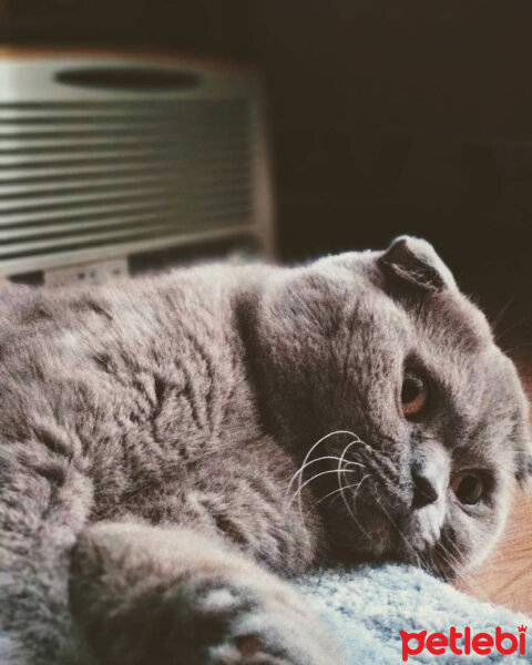 Scottish Fold, Kedi  Fındık fotoğrafı