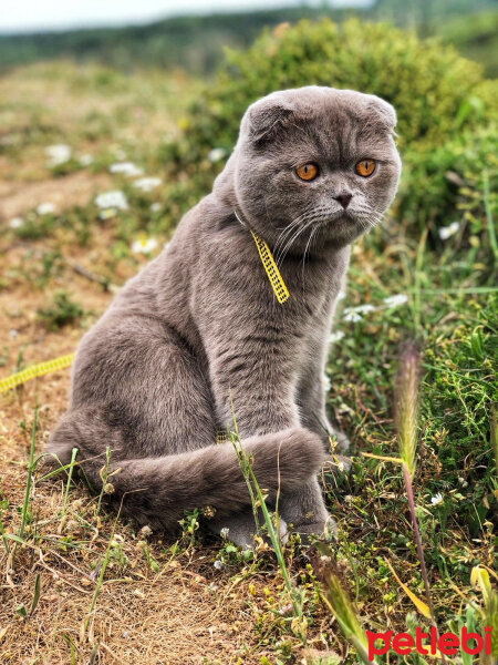 Scottish Fold, Kedi  Fındık fotoğrafı