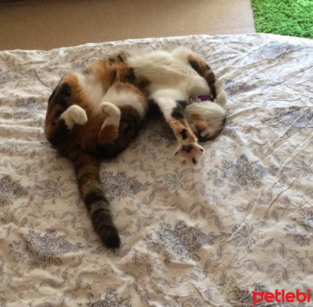Tekir Kedi, Kedi  Lokum fotoğrafı