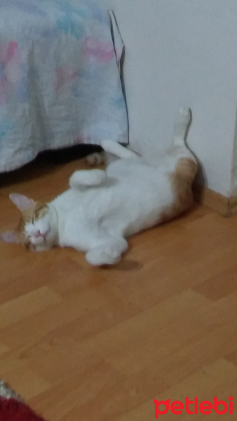 Tekir Kedi, Kedi  Paşa fotoğrafı