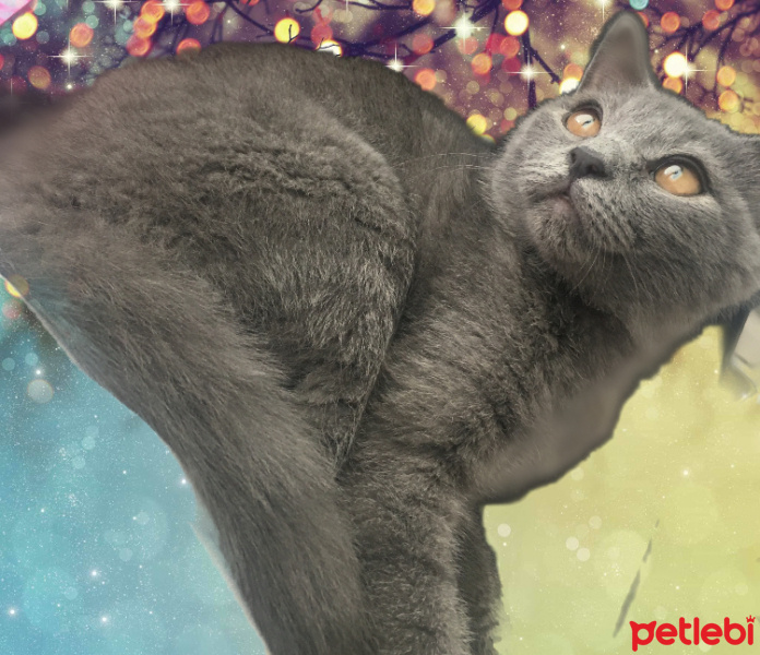 British Shorthair, Kedi  Duman fotoğrafı