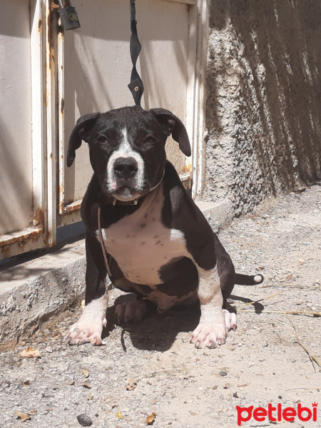 Amerikan Staffordshire Terrier, Köpek  Rolex fotoğrafı