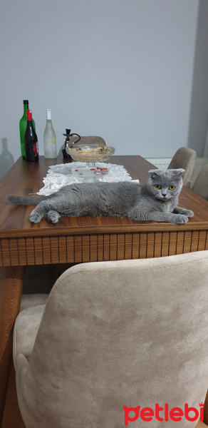Scottish Fold, Kedi  Duman fotoğrafı