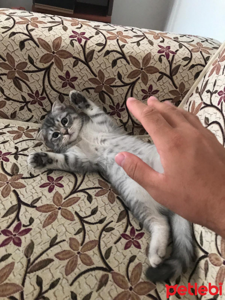 Scottish Fold, Kedi  Loki fotoğrafı