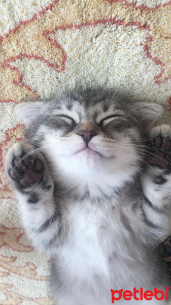 Scottish Fold, Kedi  Loki fotoğrafı