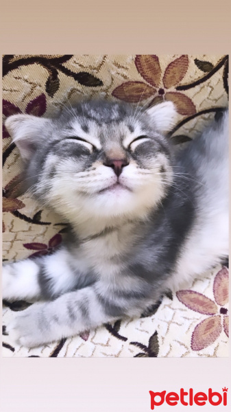 Scottish Fold, Kedi  Loki fotoğrafı