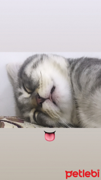 Scottish Fold, Kedi  Loki fotoğrafı