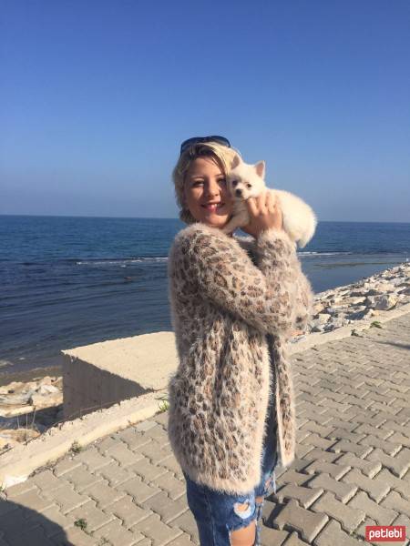 Pomeranyalı, Köpek  BoBo fotoğrafı