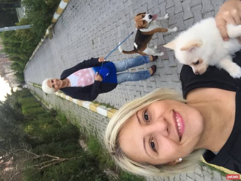 Pomeranyalı, Köpek  BoBo fotoğrafı