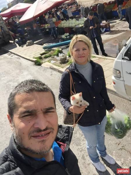 Pomeranyalı, Köpek  BoBo fotoğrafı