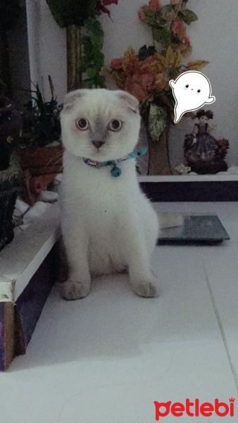 Scottish Fold, Kedi  Casper fotoğrafı