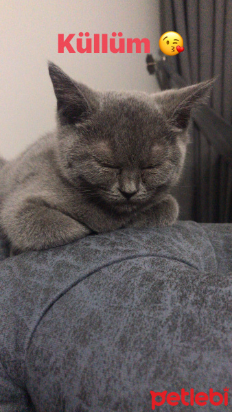 British Shorthair, Kedi  Kül fotoğrafı
