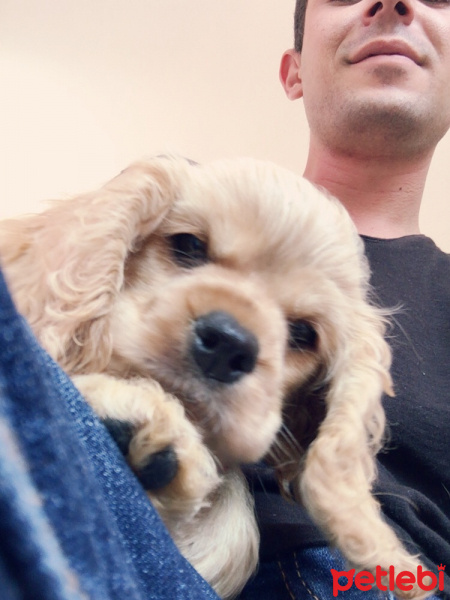 Amerikan Cocker Spaniel, Köpek  Goldie fotoğrafı