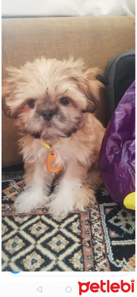 Shih Tzu, Köpek  Pan fotoğrafı