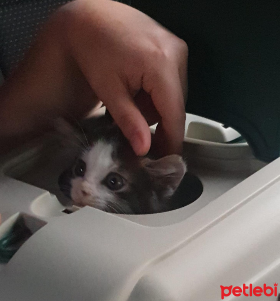 Tekir Kedi, Kedi  Bambam fotoğrafı