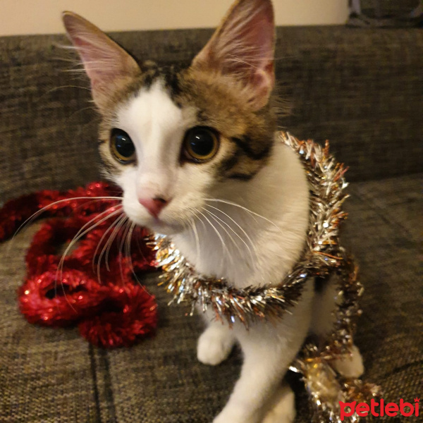 Tekir Kedi, Kedi  Bambam fotoğrafı